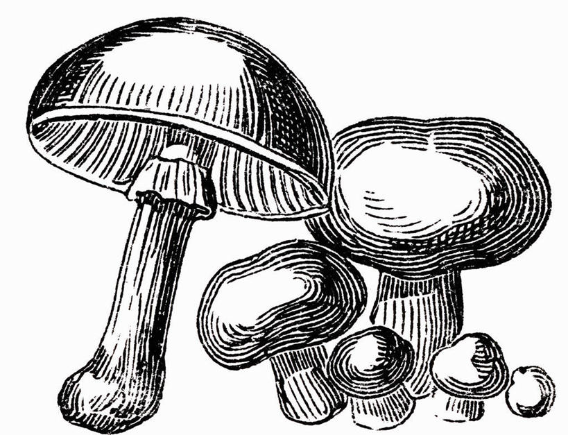 无人,横图,黑白,插画,室内,特写,白天,白色背景,正面,抽象,数码,科技,蔬菜,许多,阴影,新鲜,散落,网络,菌菇,蘑菇,食品,高光,几何,计算机图形,合成,菌类,图画,手绘,画,食物,白色,食用菌,创意,有机食品,绿色食品,虚幻,电脑合成图,数码合成图,合成图,漫画,素描,白蘑菇,洋蘑菇,写实,具体,具象,草腐菌,二孢蘑菇,双孢蘑菇