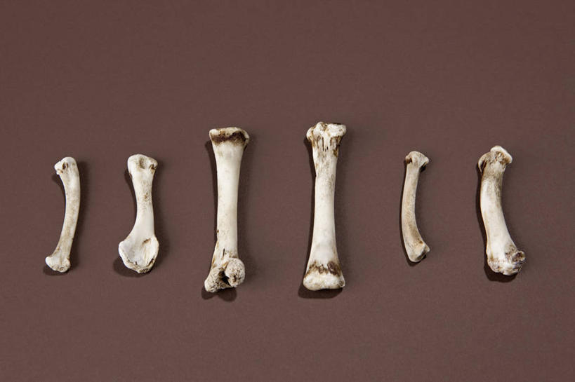 骨骼,无人,横图,俯视,室内,特写,白天,静物,一排,许多,棕色背景,整齐,骨头,排列,摄影,影棚,骨架,队列,彩图,高角度拍摄,影棚拍摄,拍摄