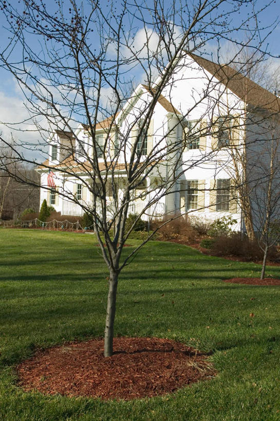 无人,家,竖图,室外,白天,正面,草地,草坪,植物,阴影,光线,影子,房屋,屋子,云,云朵,云彩,楼房,住宅,草,树,树木,蓝色,绿色,白云,蓝天,天空,自然,天,生长,晴朗,成长,一栋,晴空,彩图,房子