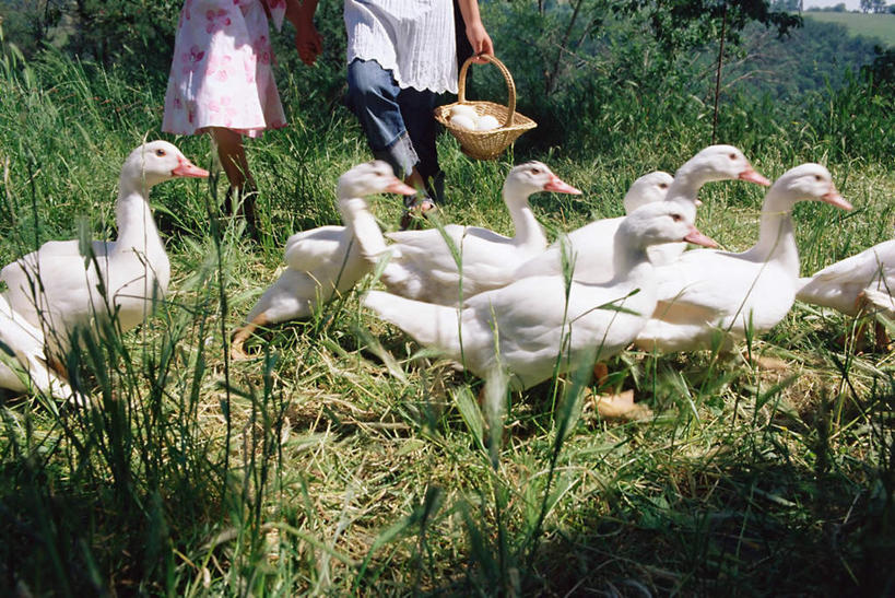 西方人,儿童,两个人,伙伴,朋友,走,交叉,横图,室外,白天,正面,友谊,纯洁,草地,草坪,植物,竹子,鸟,欧洲,欧洲人,一群,许多,握,阴影,竹制,服装,编织,光线,鸟类,鸭,篮子,影子,蛋,很多,拿,拿着,休闲装,鸭蛋,家禽,草,小孩,衣服,绿色,阳光,动物,竹篮,休闲,休闲服,可爱,童年,童趣,握着,服饰,牲畜,竹条,交织,竹制品,童真,烂漫,无邪,卵,鸭卵,穿插,天真,友情,女孩,女人,女性,白种人,步行,散步,走路,半身,彩图,女生