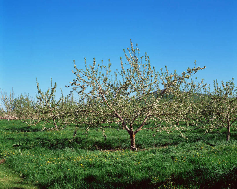 无人,果园,横图,室外,白天,正面,旅游,度假,草地,草坪,美景,田园,植物,景观,果树,娱乐,草,树,树木,蓝色,绿色,蓝天,天空,自然,天,享受,休闲,景色,放松,生长,晴朗,成长,自然风光,苹果树,万里无云,田庄,园子,晴空,晴空万里,彩图