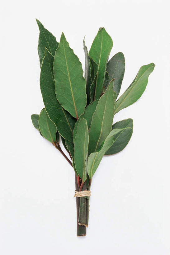 白色背景,正面,叶子,绿叶,绳子,嫩叶,摄影,影棚,绳索,草本,月桂叶