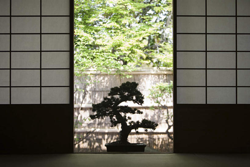 无人,横图,室内,白天,正面,植物,门,松树,一棵,拉门,阴影,反射,盆栽,影子,盆景,背光,移门,树,树木,绿色,自然,生长,成长,坚定,逆光,长寿,障子,纸门,拉窗,纸拉窗,纸拉门,贞洁,彩图