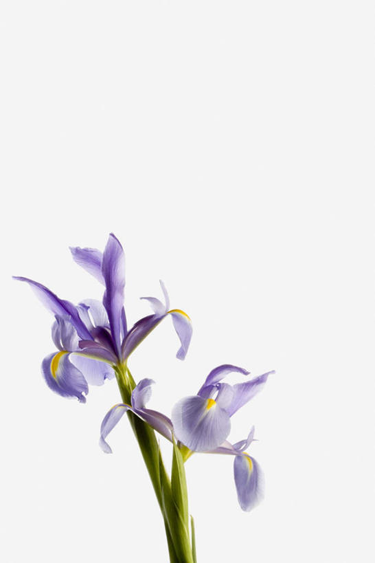 无人,竖图,室内,特写,白天,白色背景,正面,植物,盛开,草药,花蕾,中药,花,花瓣,花朵,鲜花,两朵,紫色,花苞,花蕊,摄影,影棚,鸢尾,药材,中草药,中药材,本草,紫蝴蝶,蓝蝴蝶,乌鸢,扁竹花,彩图,影棚拍摄,拍摄