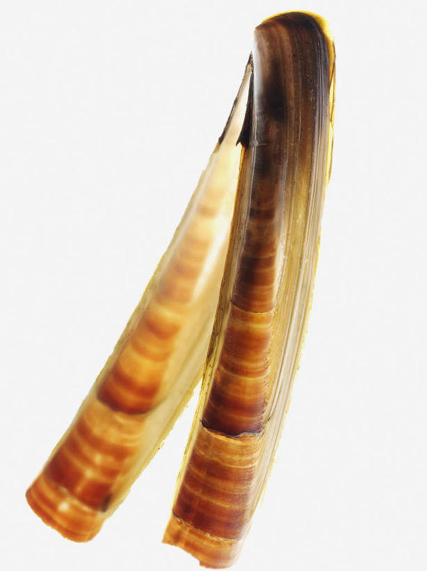 海鲜,无人,竖图,室内,特写,白天,白色背景,正面,阴影,反射,影子,扇贝,水产,海洋生物,一只,摄影,影棚,水生动物,海产品,水生物,海底动物,彩图,全身,影棚拍摄,拍摄