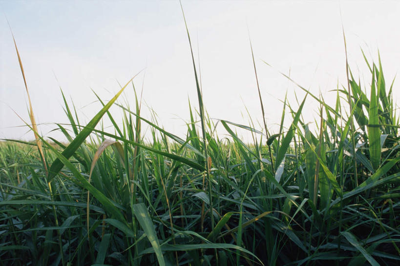 无人,横图,室外,白天,正面,旅游,度假,草地,草坪,美景,植物,英国,欧洲,景观,娱乐,草,蓝色,绿色,蓝天,天空,自然,天,享受,休闲,景色,放松,晴朗,沼泽,西欧,自然风光,大不列颠,大不列颠及北爱尔兰联合王国,万里无云,大不列颠联合王国,日不落英帝国,池沼,晴空,晴空万里,彩图