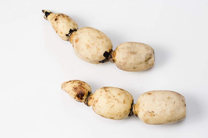 无人,横图,俯视,室内,特写,白天,白色背景,桌面,桌子,蔬菜,一排,新鲜,整齐,木制,食品,藕,食物,排列,两个,木制品,摄影,有机食品,绿色食品,影棚,队列,莲藕,彩图,高角度拍摄,影棚拍摄,拍摄