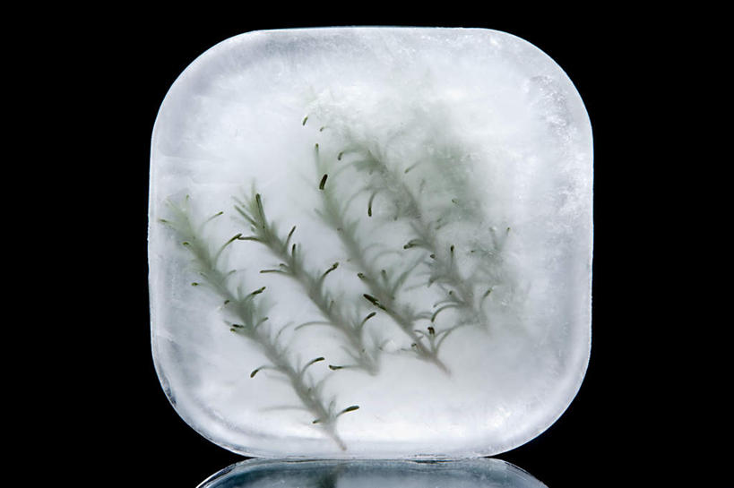 无人,横图,室内,特写,白天,正面,植物,一排,阴影,黑色背景,整齐,反射,影子,冰,冰块,草药,药草,五根,冷冻,中药,排列,一个,寒冷,摄影,影棚,冷藏,单个,迷迭香,冰冷,队列,药材,中草药,中药材,本草,海洋之露,保鲜,彩图,影棚拍摄,拍摄