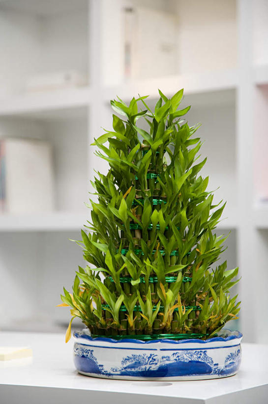 无人,办公室,竖图,室内,白天,正面,植物,家具,桌子,花瓶,朦胧,模糊,盆栽,陶瓷,办公桌,盆景,陶瓷制品,绿色,自然,瓶子,生长,成长,办公家具,挡书板,书挡,书夹,书立,彩图