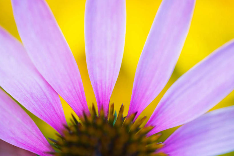 无人,横图,俯视,室内,特写,白天,盛开,花蕾,花,花瓣,花朵,鲜花,一朵,黄色,紫色,花苞,花蕊,彩图,高角度拍摄