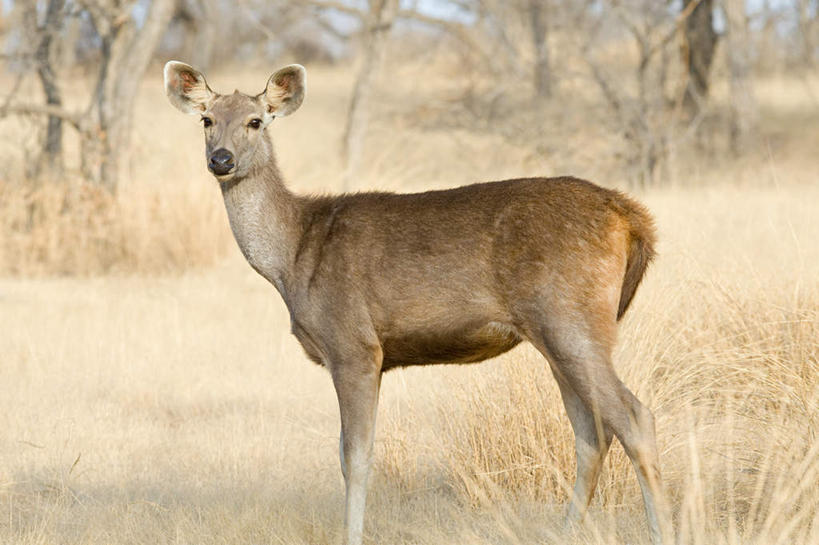 无人,公园,站,横图,室外,白天,侧面,旅游,度假,草地,草坪,美景,植物,哺乳动物,鹿,野生动物,非洲,坦桑尼亚,景观,扭头,注视,娱乐,草,树,树木,一只,绿色,自然,动物,观察,看,站着,转头,享受,休闲,景色,放松,可爱,活泼,生长,成长,观看,察看,国家公园,关注,自然风光,东非,塞伦盖蒂国家公园,坦桑尼亚联合共和国,春鹿,黑鹿,水鹿,站立,彩图,全身