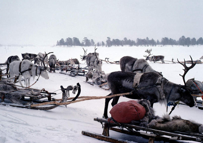 无人,拉,横图,室外,白天,正面,旅游,度假,美景,雪,植物,大雪,野生动物,欧洲,芬兰,许多,积雪,景观,雪地,雪景,冬天,娱乐,树,树木,绿色,天空,自然,动物,天,享受,休闲,景色,放松,可爱,活泼,生长,晴朗,成长,雪橇,拉着,自然风光,北欧,凶猛,万里无云,芬兰共和国,晴空,晴空万里,驯鹿,半身,彩图