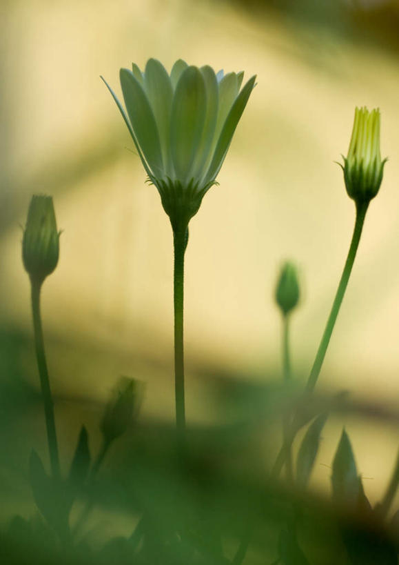 无人,竖图,室外,特写,白天,正面,旅游,度假,美景,四朵,朦胧,模糊,景观,非洲雏菊,花蕾,娱乐,雏菊,花瓣,花朵,鲜花,自然,花苞,享受,休闲,景色,放松,自然风光,蓝眼菊,南非雏菊,海角雏菊,蓝眼雏菊,彩图