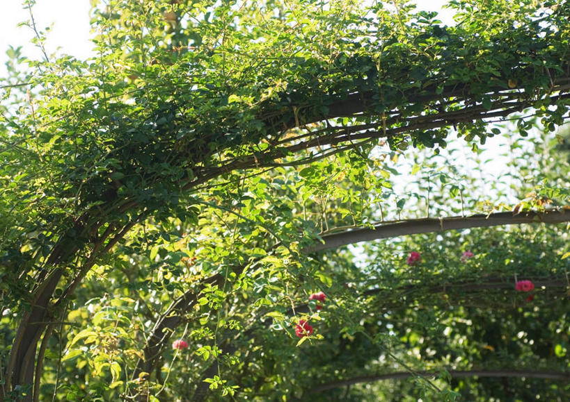 无人,横图,室外,特写,白天,正面,旅游,度假,美景,植物,玫瑰,阴影,盛开,光线,影子,景观,花蕾,娱乐,花,花瓣,花朵,鲜花,树,树木,红色,绿色,阳光,自然,花架,花苞,花蕊,享受,休闲,景色,放松,生长,成长,自然风光,彩图