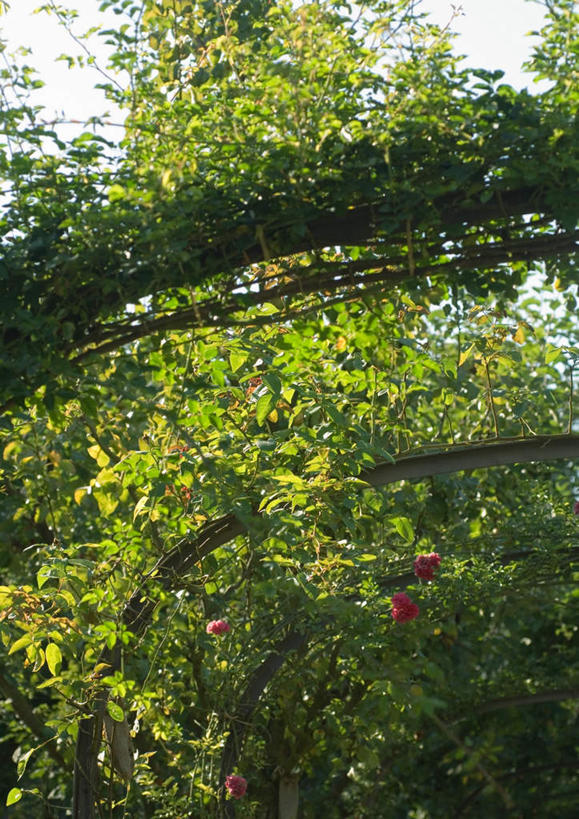 无人,竖图,室外,白天,仰视,旅游,度假,美景,植物,叶子,景观,绿叶,娱乐,树,树木,绿色,自然,花架,享受,休闲,嫩叶,景色,放松,生长,成长,自然风光,叶,叶片,彩图,低角度拍摄