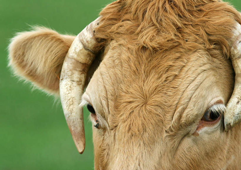 无人,农场,站,横图,室外,特写,白天,正面,草地,草坪,植物,牛,一头,朦胧,模糊,棕色,家禽,草,绿色,动物,站着,家畜,牲畜,站立,半身,彩图