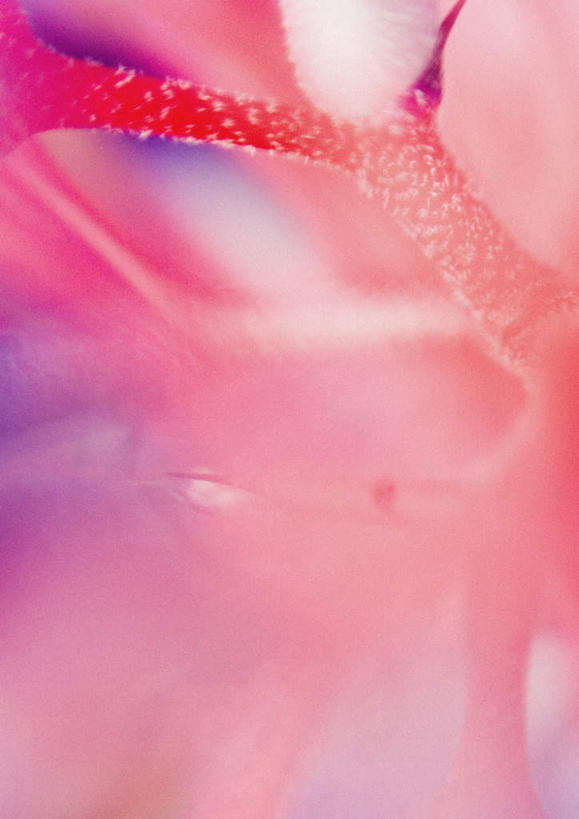 无人,竖图,室外,特写,白天,正面,旅游,度假,美景,植物,凤梨花,景观,花蕾,娱乐,花瓣,花朵,花卉,鲜花,一朵,粉色,自然,花苞,享受,休闲,景色,放松,自然风光,完美,观赏凤梨,菠萝花,彩图