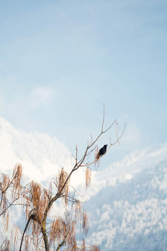 无人,竖图,室外,白天,仰视,旅游,度假,美景,雪,植物,大雪,鸟,野生动物,叶子,瑞士,欧洲,鸟类,积雪,景观,雪景,云,云朵,冬季,冬天,落叶,云彩,娱乐,树,树木,一只,蓝色,绿色,白云,蓝天,天空,自然,动物,天,享受,休闲,景色,放松,寒冷,生长,晴朗,成长,乌鸦,死亡,吉祥,冰冷,自然风光,中欧,不祥,严寒,瑞士联邦,冰凉,酷寒,凛冽,凛凛,极冷,楚乌,老鸹,厄运,恐惧,叶,叶片,晴空,彩图,低角度拍摄,全身