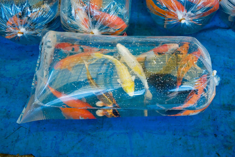 游泳,无人,横图,俯视,室内,白天,水,袋子,一群,许多,金鱼,鱼,液体,水滴,灯光,很多,注视,捆,鱼类,吊灯,灯,两个,灯具,观察,看,充气,观看,游动,察看,照明设备,关注,观赏鱼,金鲫鱼,泅水,拍浮,彩图,高角度拍摄,全身