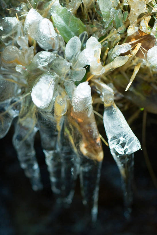 无人,竖图,俯视,室外,特写,白天,河流,美景,水,叶子,许多,冰,河水,景观,水流,绿叶,冰柱,野草,霜,小溪,自然,溪水,嫩叶,景色,自然风光,叶,叶片,彩图,高角度拍摄