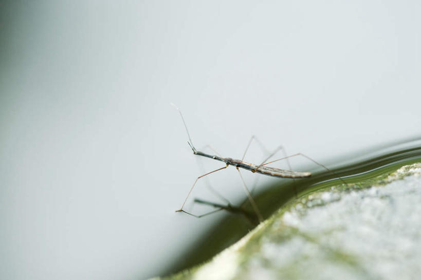 无人,横图,俯视,室外,特写,白天,正面,美景,水,叶子,朦胧,模糊,昆虫,液体,景观,水滴,绿叶,一只,自然,动物,嫩叶,景色,自然风光,害虫,水蜘蛛,叶,叶片,彩图,高角度拍摄,全身