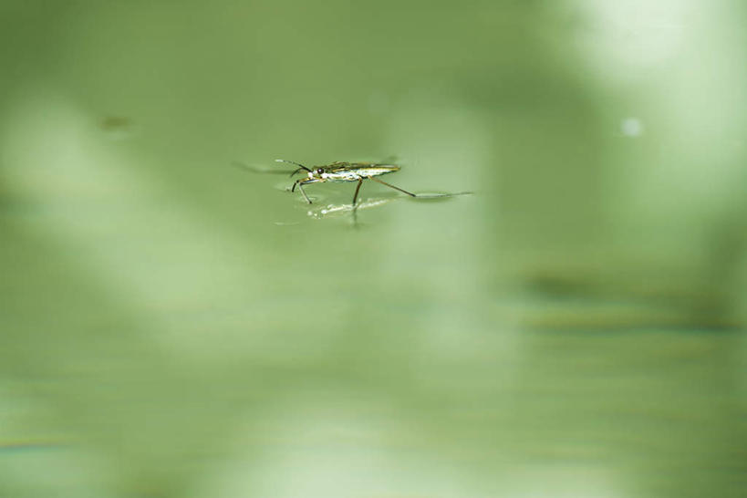 无人,横图,俯视,室外,特写,白天,河流,美景,水,朦胧,模糊,昆虫,液体,河水,景观,水滴,水流,一只,小溪,自然,动物,溪水,景色,自然风光,害虫,水蜘蛛,彩图,高角度拍摄,全身