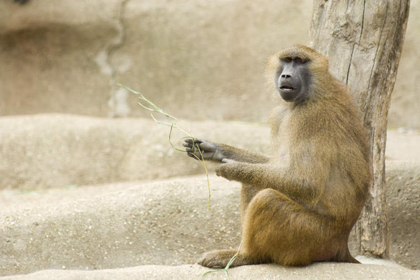 无人,动物园,坐,横图,室外,特写,白天,正面,石头,植物,哺乳动物,野生动物,握,狒狒,石子,拿,拿着,依靠,注视,树,树木,一只,黄色,绿色,自然,动物,观察,看,可爱,握着,活泼,生长,成长,观看,察看,关注,石块,坐着,彩图,全身