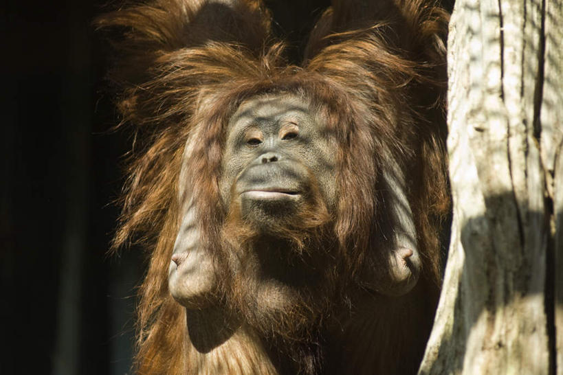 无人,站,举,横图,室外,特写,白天,正面,植物,野生动物,猩猩,悬挂,阴影,光线,影子,注视,树,树干,树木,一只,绿色,阳光,自然,动物,观察,看,托,站着,可爱,活泼,生长,成长,观看,察看,关注,苏门答腊,举起,举手,举着,向上举,向上伸,向上托,站立,彩图