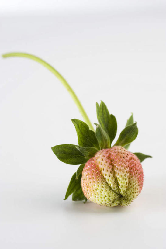 无人,竖图,俯视,室内,白天,草莓,水果,新鲜,生食,食品,果实,食物,一个,有机食品,绿色食品,单个,洋莓,水果皇后,红莓,地莓,彩图,高角度拍摄