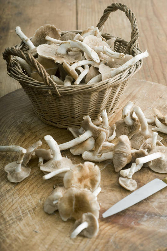 无人,交叉,竖图,俯视,室内,特写,白天,餐桌,桌子,竹子,蔬菜,金属制品,一把,一堆,许多,阴影,堆叠,堆积,竹制,新鲜,编织,反射,金属,木制,工具,篮子,影子,菌菇,食品,案板,刀具,菌类,砧板,食物,一个,木制品,竹篮,刀,食用菌,有机食品,绿色食品,单个,餐台,竹条,堆,交织,竹制品,菜刀,鸡油菌,切菜刀,穿插,杏黄菌,杏菌,彩图,高角度拍摄