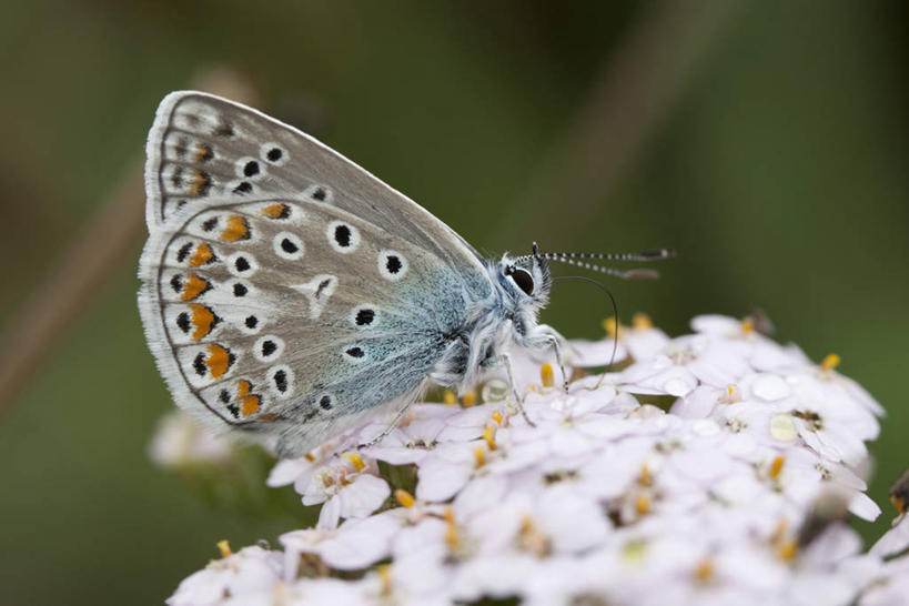 无人,横图,室外,特写,白天,侧面,旅游,度假,骄傲,花海,花圃,美景,植物,八仙花,蝴蝶,叶子,西班牙,欧洲,巴塞罗那,朦胧,模糊,盛开,昆虫,景观,花蕾,停留,娱乐,花,花瓣,花朵,花卉,鲜花,一只,绿色,自然,动物,花丛,花束,花田,花苞,花蕊,绣球花,享受,休闲,景色,放松,紫阳花,洋绣球,停止,南欧,自然风光,益虫,首府,加泰罗尼亚,草绣球,斗球,七变化,粉团花,西班牙王国,善变,逗留,停顿,灰蝶,彩图,全身
