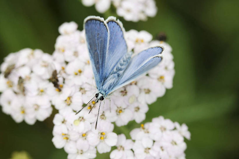 无人,横图,俯视,室外,特写,白天,美景,蝴蝶,伸展,张开,展翅,朦胧,模糊,盛开,翅膀,昆虫,景观,花蕾,停留,花,花瓣,花朵,鲜花,一只,蓝色,白色,自然,动物,花苞,花蕊,景色,停止,自然风光,益虫,张开翅膀,逗留,停顿,展开翅膀,灰蝶,彩图,高角度拍摄,全身,小灰蝶,红边小灰蝶