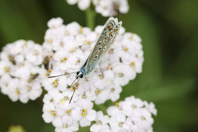 无人,横图,俯视,室外,特写,白天,美景,蝴蝶,法国,欧洲,阴影,朦胧,模糊,盛开,光线,昆虫,影子,景观,花蕾,注视,停留,花,花瓣,花朵,鲜花,一只,白色,阳光,自然,动物,花苞,花蕊,观察,看,景色,观看,察看,关注,自然风光,益虫,法兰西共和国,法兰西第五共和国,灰蝶,彩图,高角度拍摄,全身,小灰蝶,红边小灰蝶