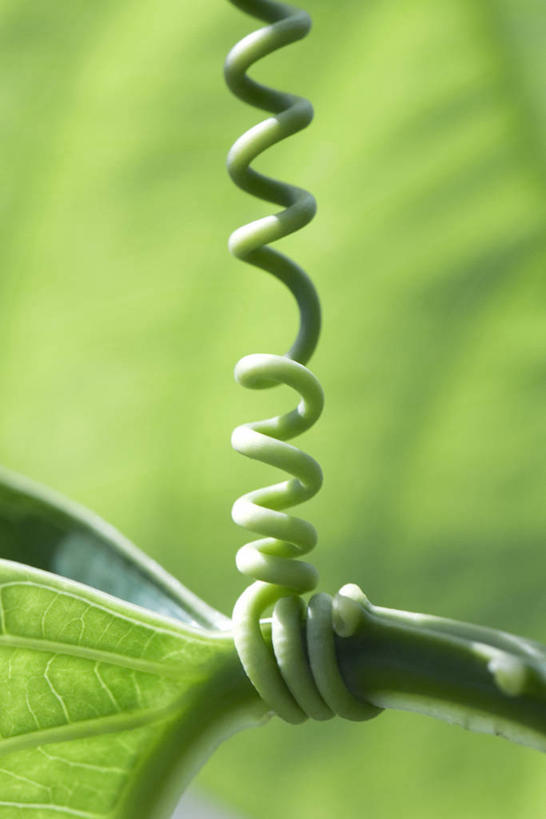 无人,竖图,俯视,室外,特写,白天,植物,阴影,朦胧,模糊,环绕,缠绕,光线,影子,绿色,阳光,自然,藤蔓,生长,成长,纠缠,螺旋状,彩图,高角度拍摄,螺旋形,螺旋形状,螺旋型
