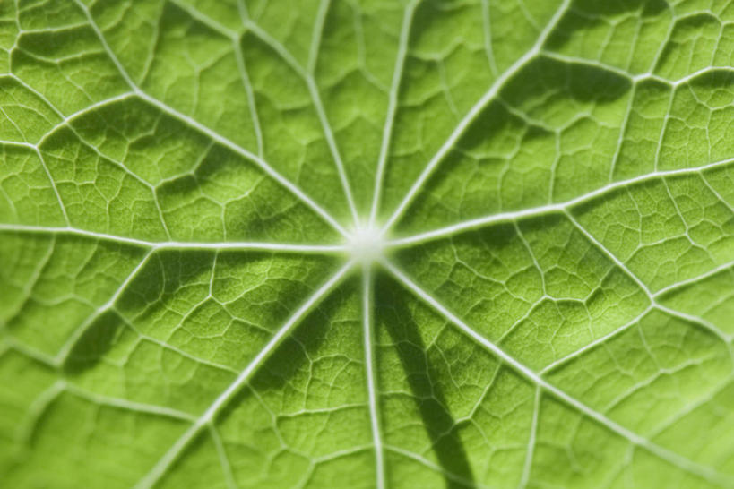 无人,横图,俯视,室外,特写,白天,植物,叶子,阴影,朦胧,模糊,光线,纹理,影子,绿叶,绿色,阳光,嫩叶,旱金莲,金莲花,肌理,寒金莲,旱荷,旱莲花,金钱莲,大红雀,叶,叶片,叶脉,旱荷花,彩图,高角度拍摄