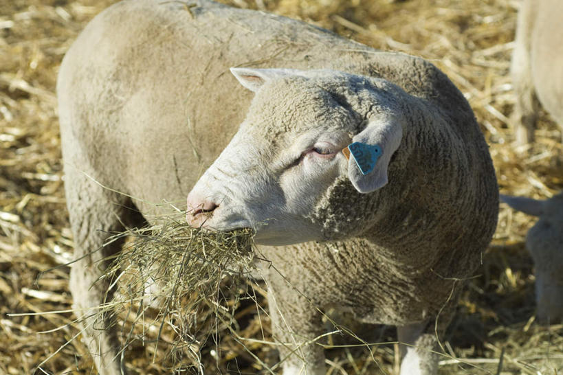 无人,站,吃,横图,俯视,室外,特写,白天,草地,草坪,植物,野生动物,阴影,朦胧,模糊,光线,影子,注视,草,绿色,阳光,动物,观察,看,站着,转头,两只,可爱,活泼,观看,察看,关注,绵羊,嚼,食,站立,彩图,高角度拍摄