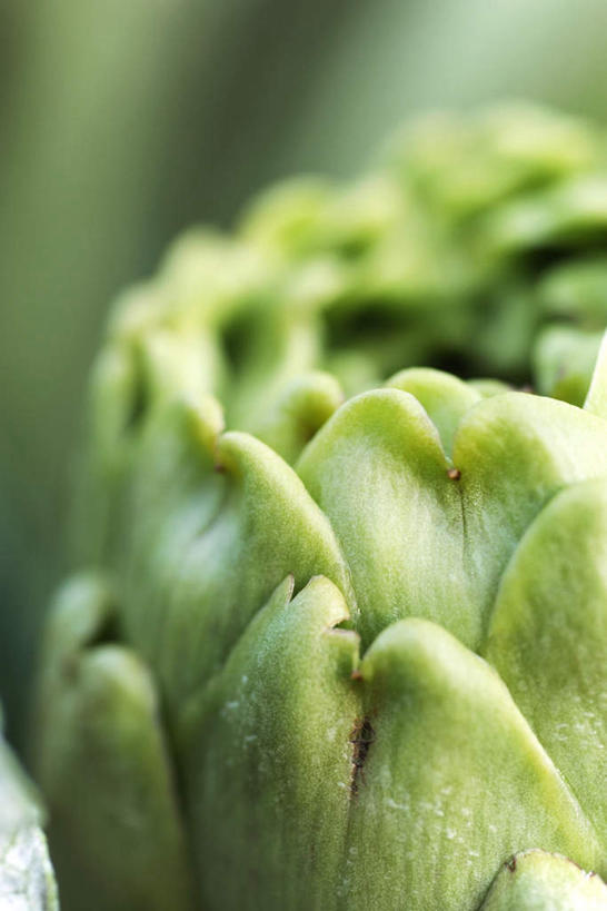 无人,竖图,室外,特写,白天,正面,植物,蔬菜,叶子,阴影,朦胧,模糊,新鲜,光线,影子,食品,绿叶,草药,药草,中药,食物,阳光,嫩叶,蓟,有机食品,绿色食品,药材,中草药,中药材,本草,大蓟,刺蓟,山萝卜,叶,叶片,彩图