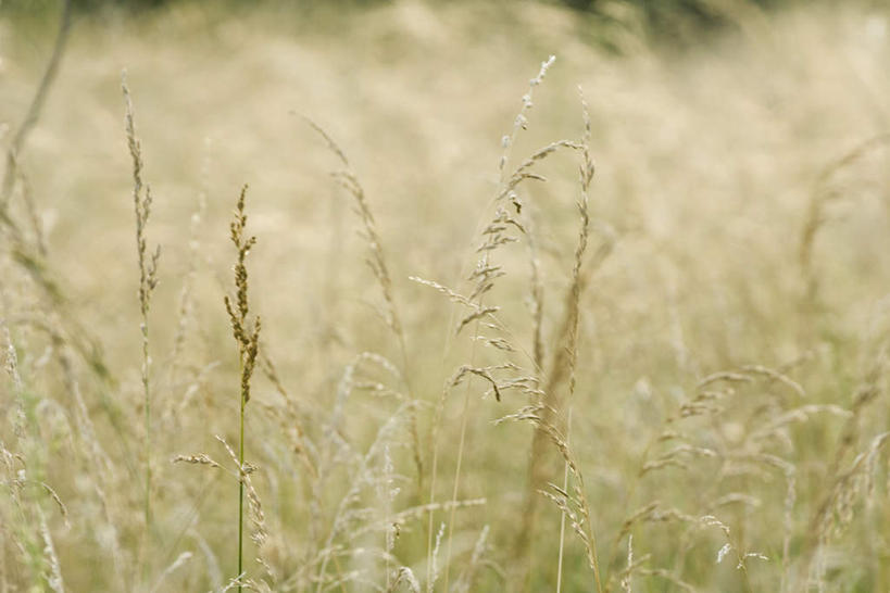 无人,横图,室外,白天,正面,旅游,度假,草地,草坪,美景,植物,许多,朦胧,模糊,景观,凌乱,野草,娱乐,草,绿色,自然,享受,休闲,景色,放松,自然风光,彩图