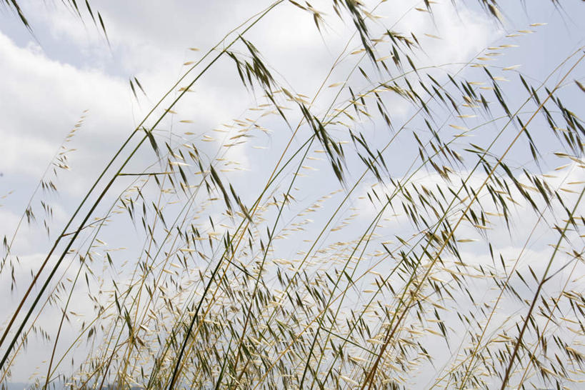 无人,横图,室外,白天,仰视,旅游,度假,草地,草坪,美景,植物,许多,阴影,飘扬,光线,影子,景观,云,云朵,野草,云彩,娱乐,草,蓝色,绿色,白云,蓝天,天空,阳光,自然,天,享受,休闲,景色,放松,晴朗,飘逸,自然风光,飞扬,晴空,彩图,低角度拍摄