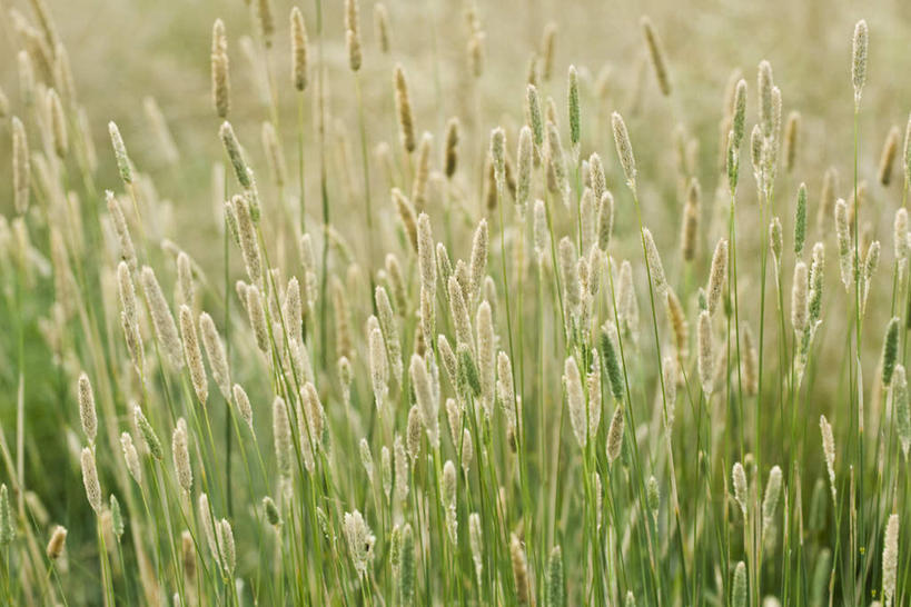 无人,横图,俯视,室外,白天,旅游,度假,草地,草坪,美景,植物,许多,景观,野草,娱乐,草,绿色,自然,享受,休闲,景色,放松,自然风光,彩图,高角度拍摄