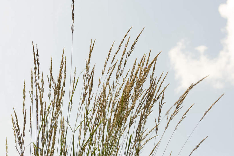 无人,横图,室外,白天,仰视,旅游,度假,草地,草坪,美景,植物,许多,阴影,光线,影子,景观,云,云朵,野草,云彩,娱乐,草,蓝色,绿色,白云,蓝天,天空,阳光,自然,天,享受,休闲,景色,放松,晴朗,自然风光,晴空,彩图,低角度拍摄