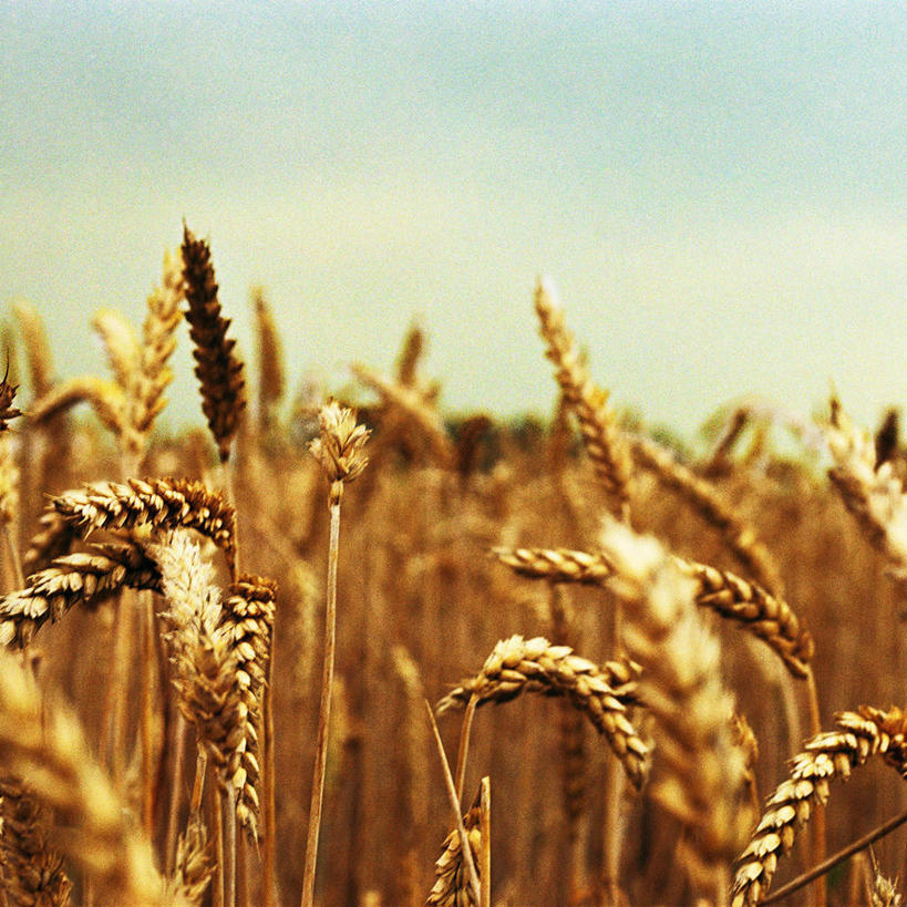 无人,农田,方图,室外,特写,白天,正面,旅游,度假,农业,庄稼,农作物,小麦,美景,植物,许多,丰收,朦胧,模糊,稻田,景观,云,云朵,谷物,云彩,娱乐,树,树木,黄色,蓝色,绿色,白云,蓝天,天空,自然,天,享受,休闲,稻谷,稻子,景色,放松,麦子,生长,成长,自然风光,彩图,耕地,庄稼田