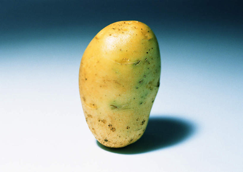 无人,横图,俯视,室内,特写,白天,白色背景,桌面,蔬菜,土豆,阴影,新鲜,反射,影子,食品,食物,一个,黄色,球体,摄影,有机食品,绿色食品,影棚,单个,馍馍蛋,洋芋,山药蛋,马铃薯,彩图,高角度拍摄,影棚拍摄,拍摄