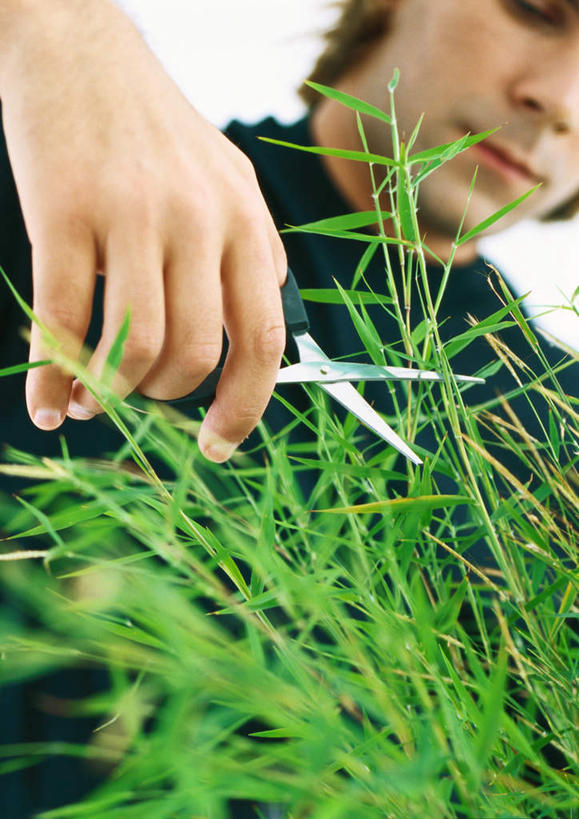 西方人,一个人,站,竖图,室内,白天,仰视,叶子,欧洲,欧洲人,仅一个男性,仅一个人,修剪,工具,剪刀,绿叶,拿,拿着,注视,仅一个年轻男性,观察,看,站着,嫩叶,观看,裁剪,察看,剪子,剪裁,切割,关注,男人,男性,年轻男性,白种人,叶,叶片,站立,半身,彩图,低角度拍摄