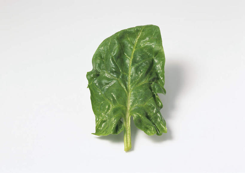 无人,横图,俯视,室内,特写,白天,白色背景,餐桌,桌子,菠菜,蔬菜,叶子,新鲜,食品,绿叶,食物,一个,嫩叶,摄影,有机食品,绿色食品,影棚,单个,餐台,叶,叶片,鹦鹉菜,鼠根菜,角菜,红嘴绿鹦哥,赤根菜,菠薐菜,波斯草,彩图,高角度拍摄,影棚拍摄,拍摄