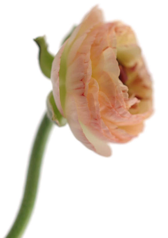 无人,竖图,室内,特写,白天,白色背景,正面,植物,盛开,芹菜花,花毛茛,花,花瓣,花朵,花卉,鲜花,一朵,粉色,花蕊,摄影,影棚,陆莲花,波斯毛茛,彩图,影棚拍摄,拍摄