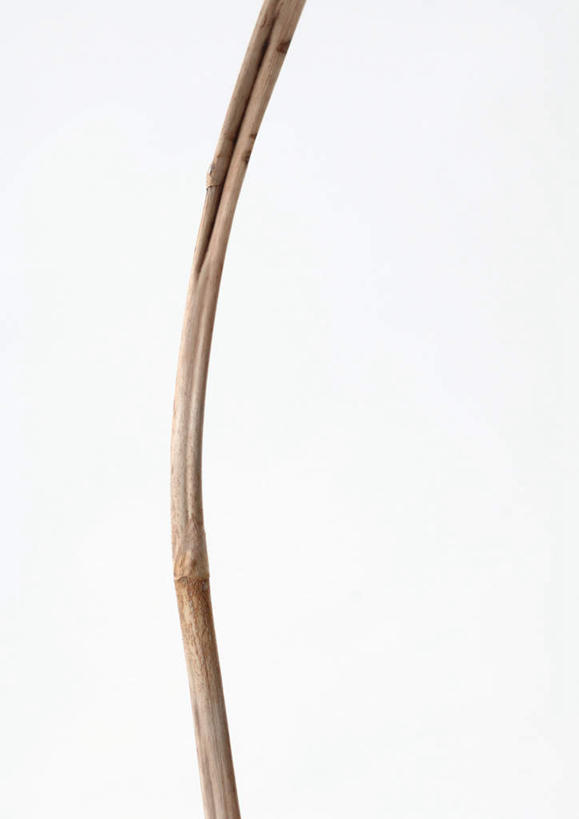 无人,竖图,室内,特写,白天,白色背景,正面,美景,植物,静物,一棵,弯曲,纹理,景观,枝,树,树木,树枝,绿色,自然,景色,摄影,影棚,生长,成长,自然风光,肌理,彩图,影棚拍摄,拍摄