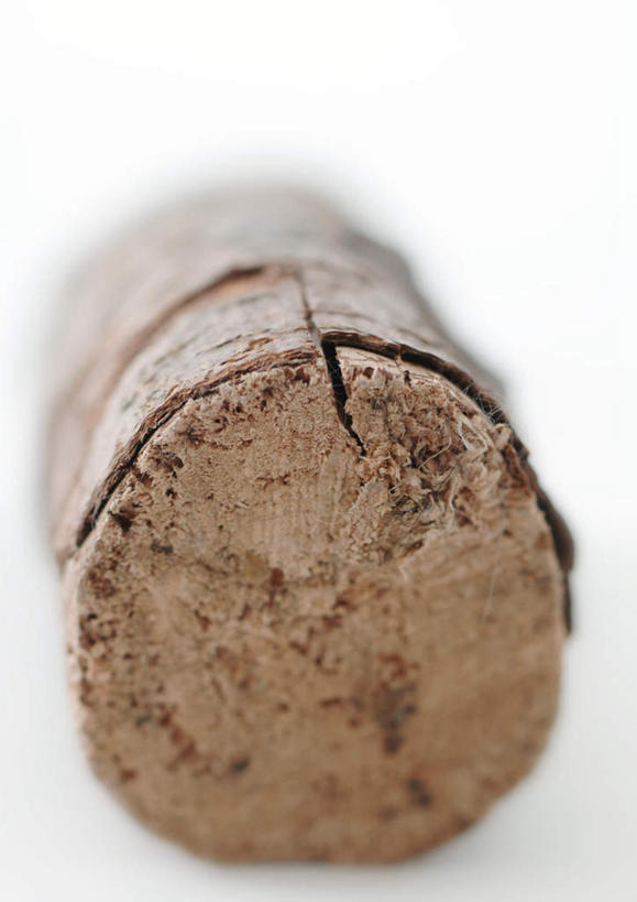 无人,竖图,室内,特写,白天,白色背景,正面,美景,植物,桌子,静物,朦胧,模糊,办公桌,景观,树,树木,一个,绿色,自然,景色,摄影,影棚,生长,单个,成长,圆木,自然风光,横截面,剖面,彩图,影棚拍摄,拍摄