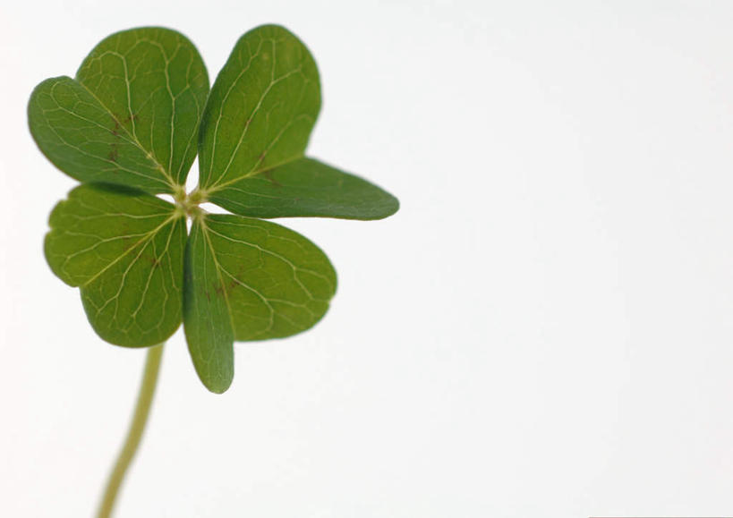 无人,横图,室内,特写,白天,白色背景,正面,自由,美景,静物,叶子,景观,茎,绿叶,四叶草,幸运草,自然,嫩叶,景色,摄影,影棚,自然风光,和平,牛角花,统一,团结,幸运,叶,叶片,彩图,影棚拍摄,拍摄