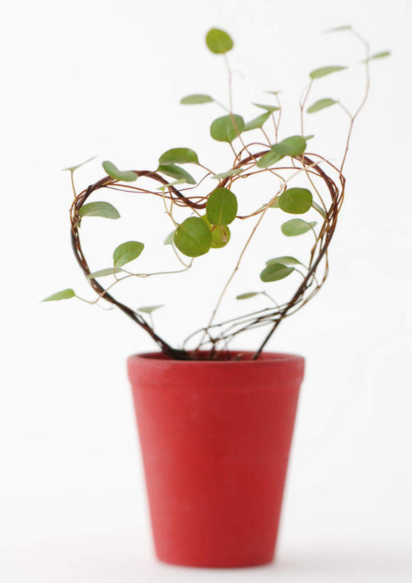 无人,竖图,室内,特写,白天,白色背景,正面,爱情,美景,植物,静物,叶子,爱心,盆栽,景观,绿叶,盆景,浪漫,绿色,自然,温暖,温馨,心形,嫩叶,景色,恩爱,摄影,影棚,生长,成长,和睦,自然风光,心型,叶,叶片,彩图,影棚拍摄,拍摄,融洽